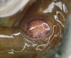 Bopyroides hippolytes