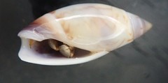 Olivella