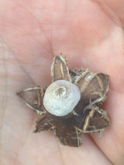 Geastrum campestre