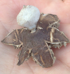 Geastrum campestre