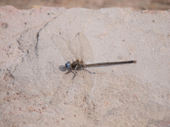 Macrothemis inacuta