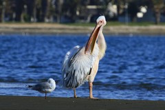 Pelecanus onocrotalus