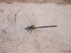 Macrothemis inacuta