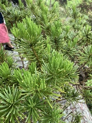 Senecio barbertonicus
