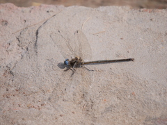 Macrothemis inacuta