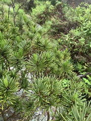 Senecio barbertonicus