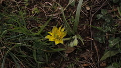 Gagea granatellii