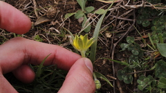Gagea granatellii
