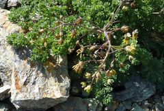 Thalictrum isopyroides