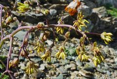 Thalictrum isopyroides