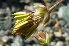 Thalictrum isopyroides
