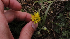 Gagea granatellii