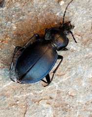 Carabus preslii