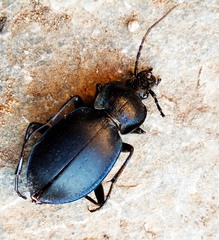Carabus preslii
