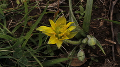 Gagea granatellii