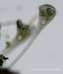 Stentor multiformis