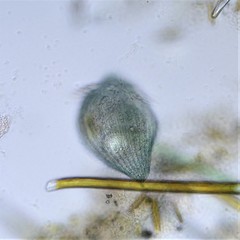 Stentor multiformis