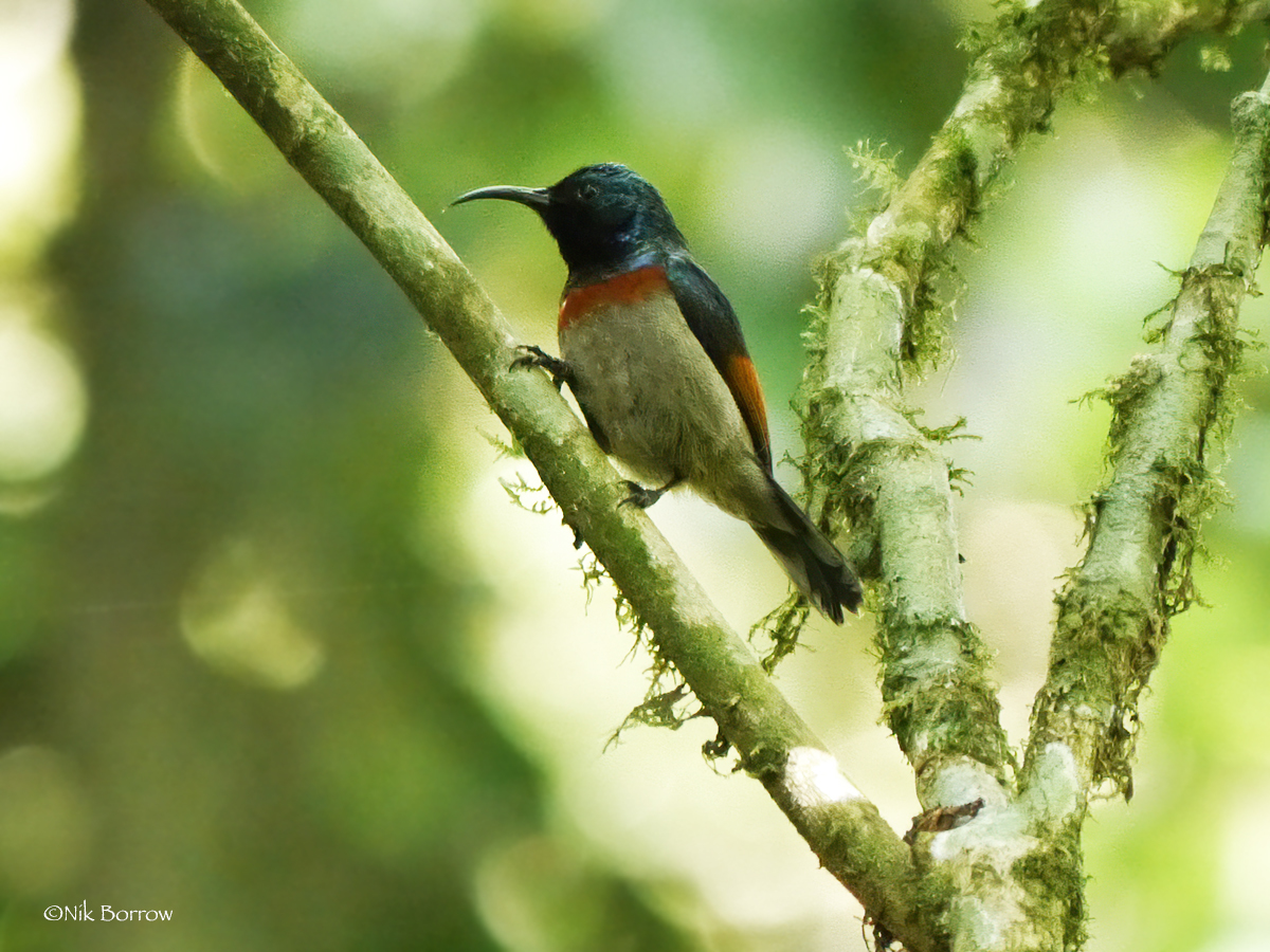 Rufous-winged Sunbird (Cinnyris rufipennis)