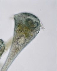 Stentor multiformis