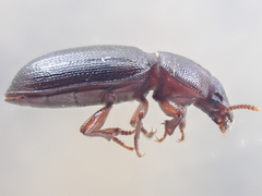 Anepsius delicatulus