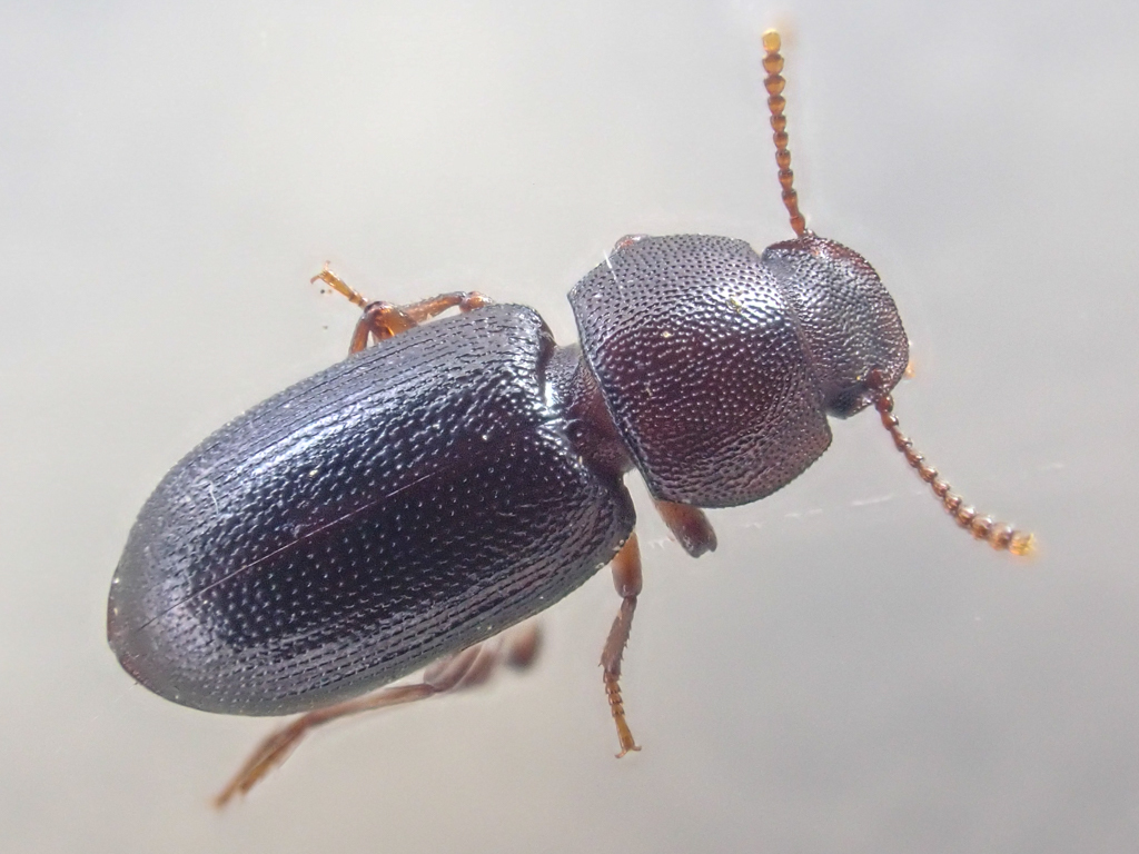 Anepsiini