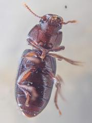 Anepsius delicatulus