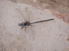 Macrothemis inacuta