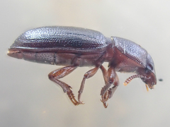 Anepsius delicatulus