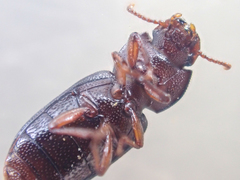 Anepsius delicatulus