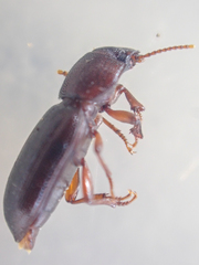 Anepsius delicatulus