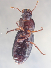 Anepsius delicatulus