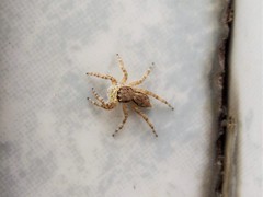 Menemerus bivittatus