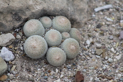 Epithelantha