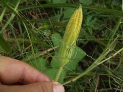Cucurbita argyrosperma