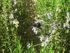 Xylocopa violacea