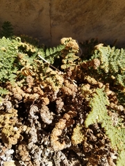 Myriopteris intertexta