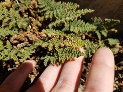 Myriopteris intertexta