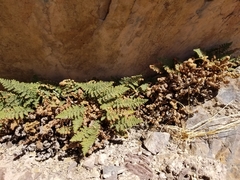 Myriopteris intertexta