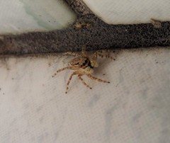 Menemerus bivittatus