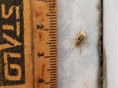 Menemerus bivittatus