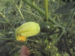 Cucurbita argyrosperma