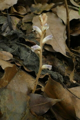 Orobanche minor