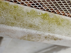 Desmococcus