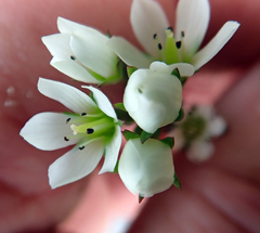 Gentianella chathamica
