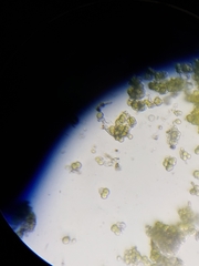 Desmococcus