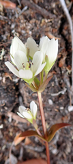 Gentianella chathamica