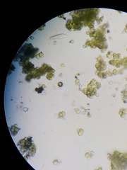 Desmococcus