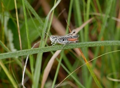 Omocestus haemorrhoidalis