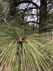 Pinus ponderosa
