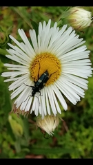 Astylus sexmaculatus